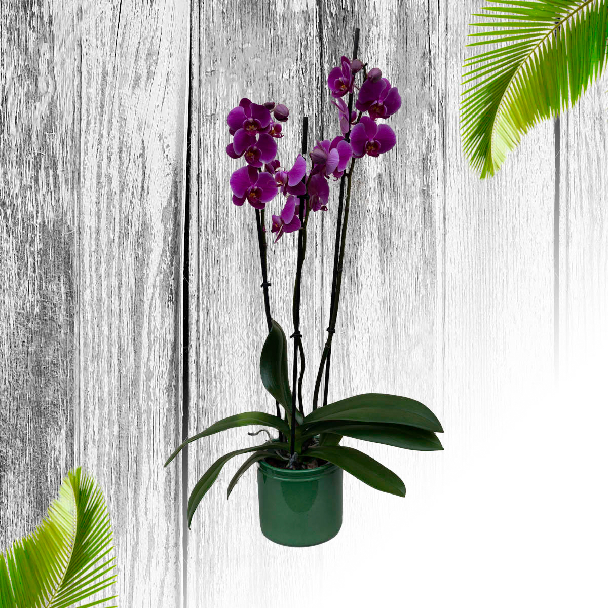 Orchidée Phalaenopsis violette.